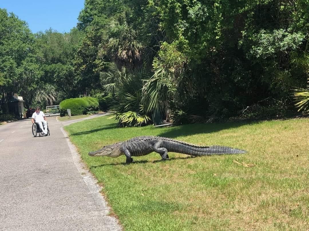 Just one of my buddies crossing the road as I am heading to the beach!