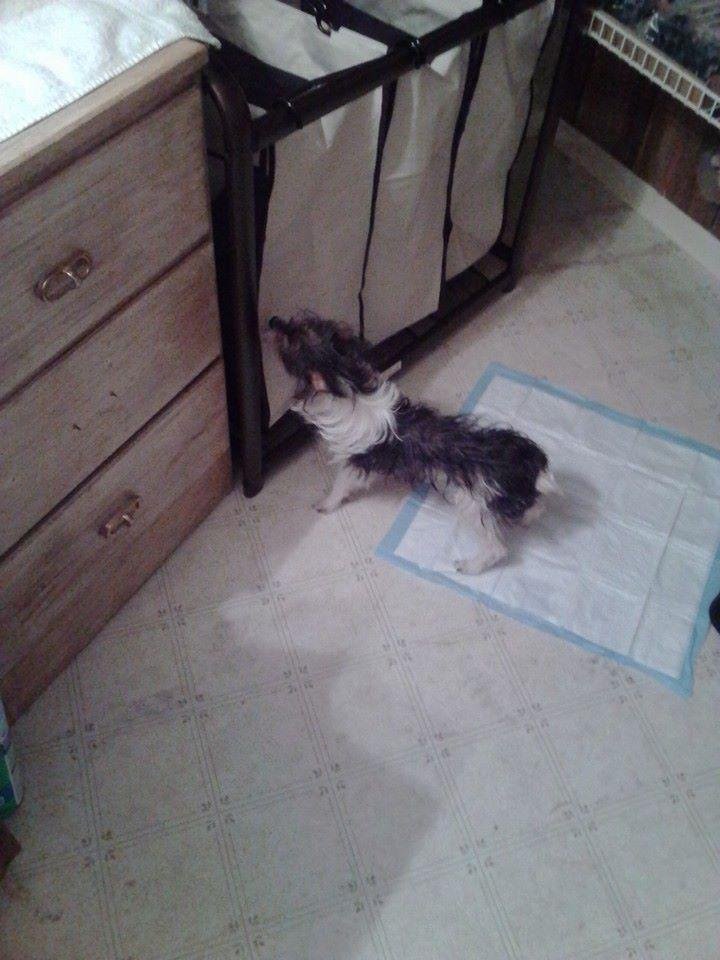 Buster Joe is upset he can't pull the socks out of the laundry baskets lol