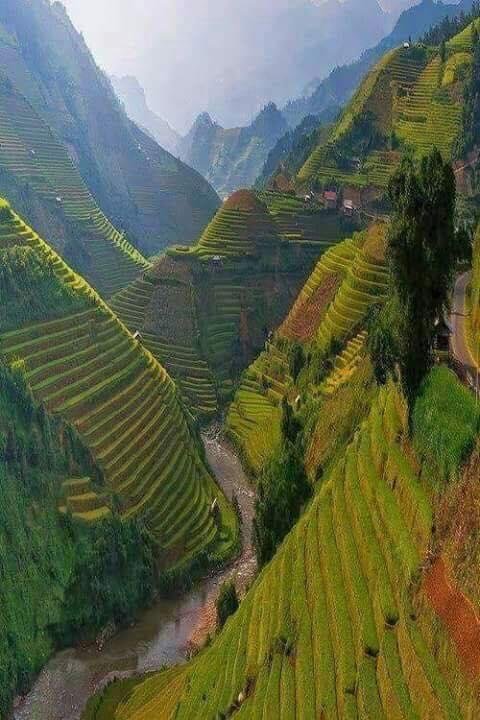 Northern India. You can see how they plant Basmati rice in rows in the Himalaya range.
