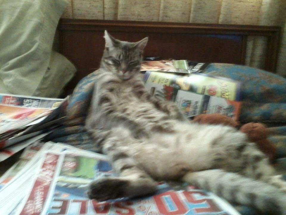 My other cat falling asleep reading the Sunday paper with me.