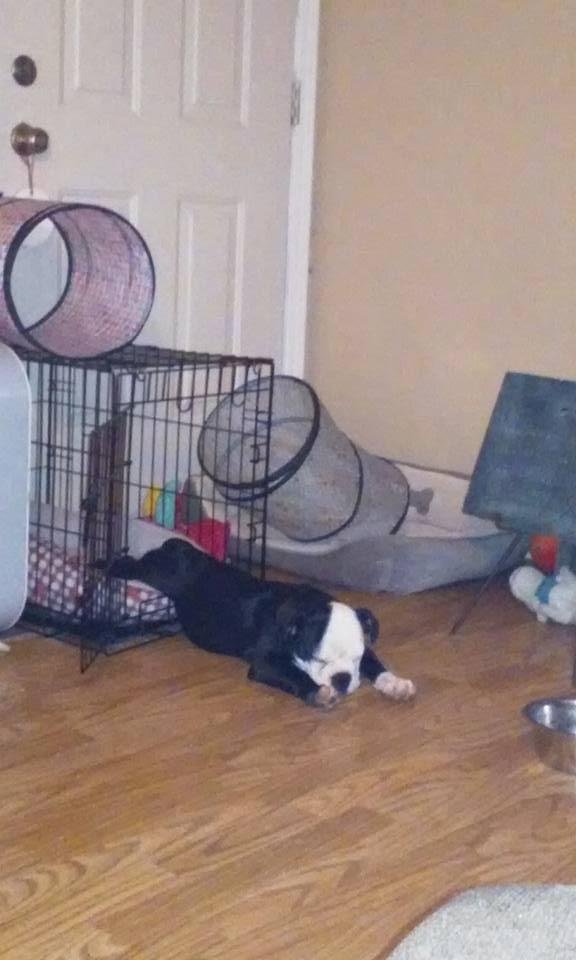 Someone can't decide if she wants to sleep inside or outside of her cage...