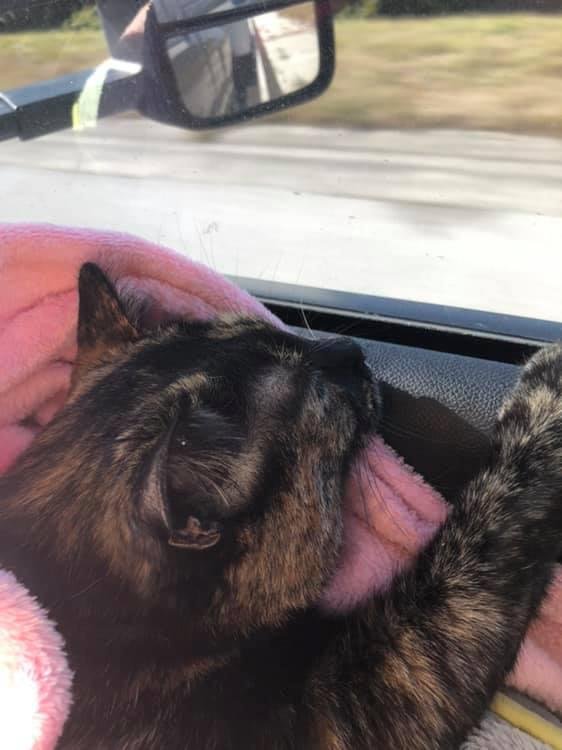 This is how she rode all the way to Florida.