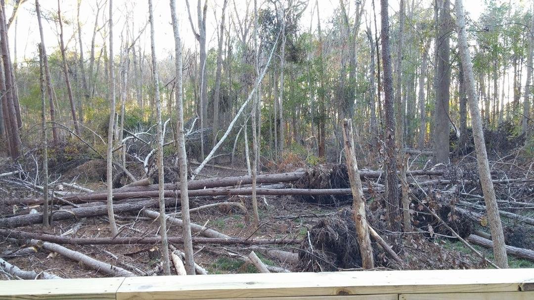 Another shot of the woods.
