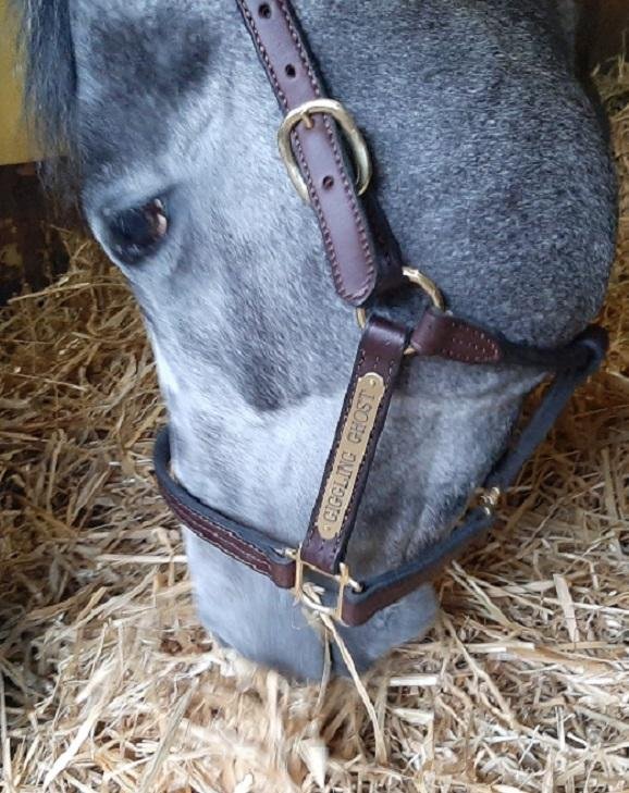 Belmont Race Track - Morning Training
Saturday, April 29, 2023

"WELCOME TO 
HIGGINS HALF-FAST HORSERACING"