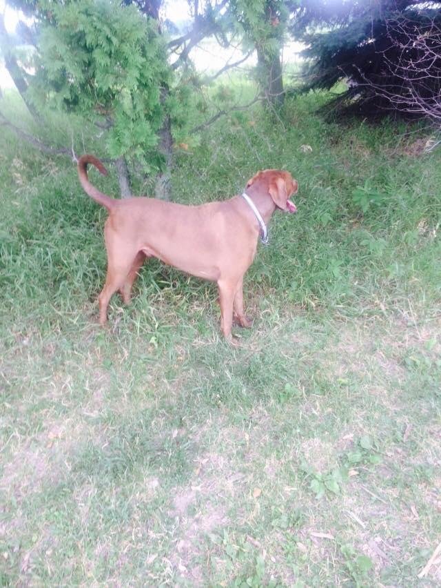 Kobe at the dog park