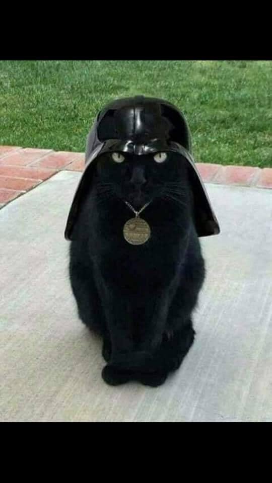 Ok This is for all of you Star Wars fans!😂
Meet Darth Kitty