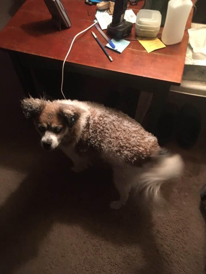 Charro after 1 minute in the light snow. 9 degrees f.