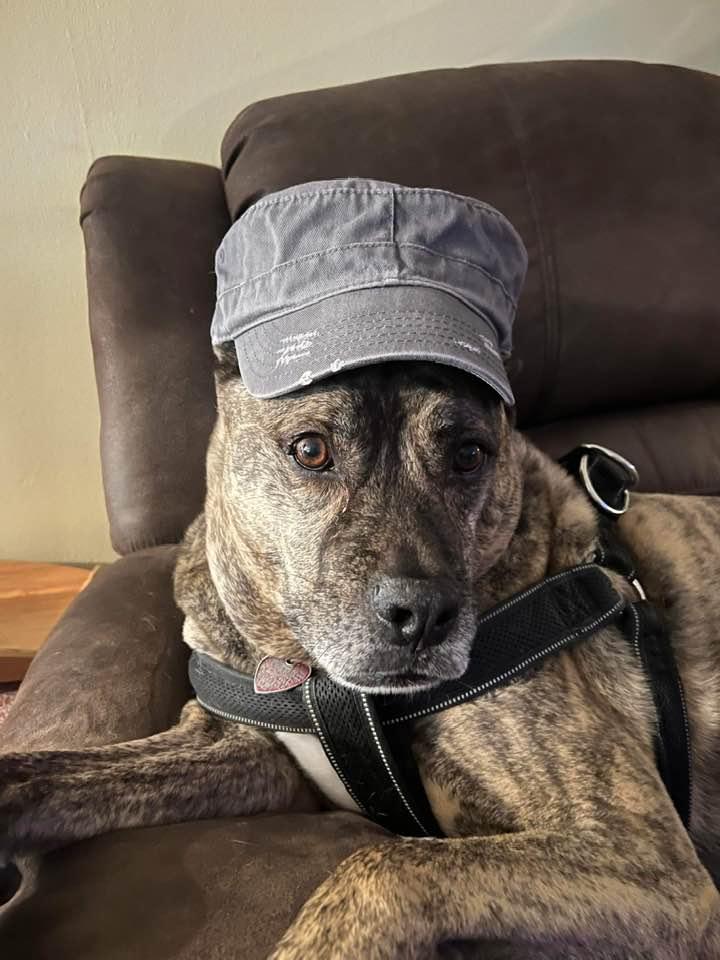 Spike, aka Dapper Dan. April 2022 in Redland Florida.