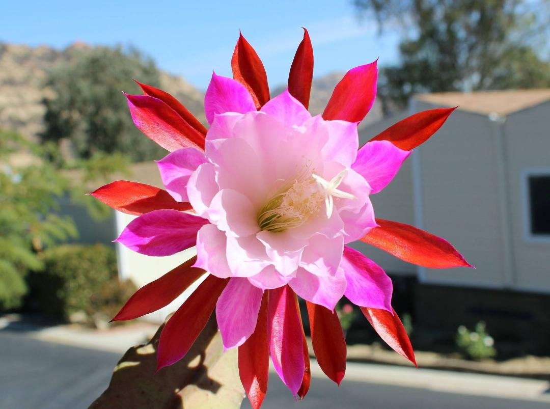 This is my Epiphyllum Over the Top. Must be Spring