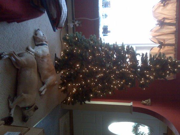 Doggone tired from decorating