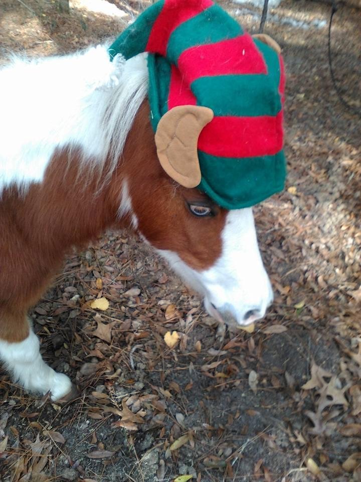 Elf jo jo is watching