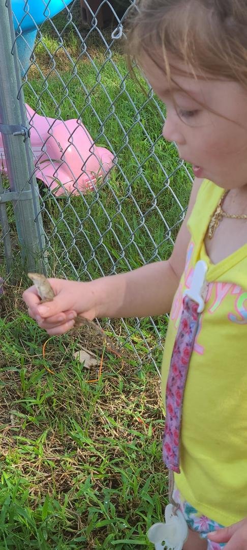 Catches lizards like a boss.