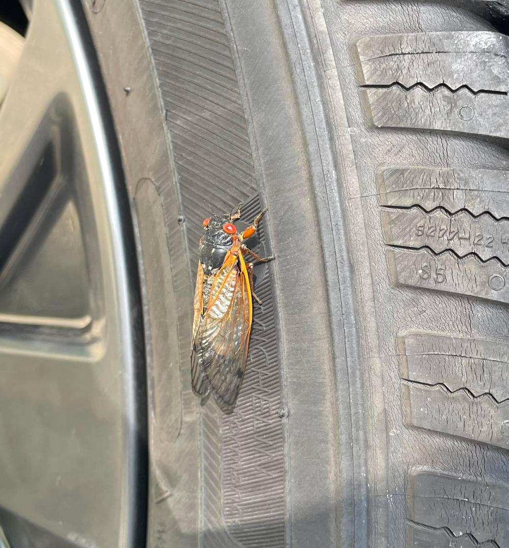 The Cicadas are loud.