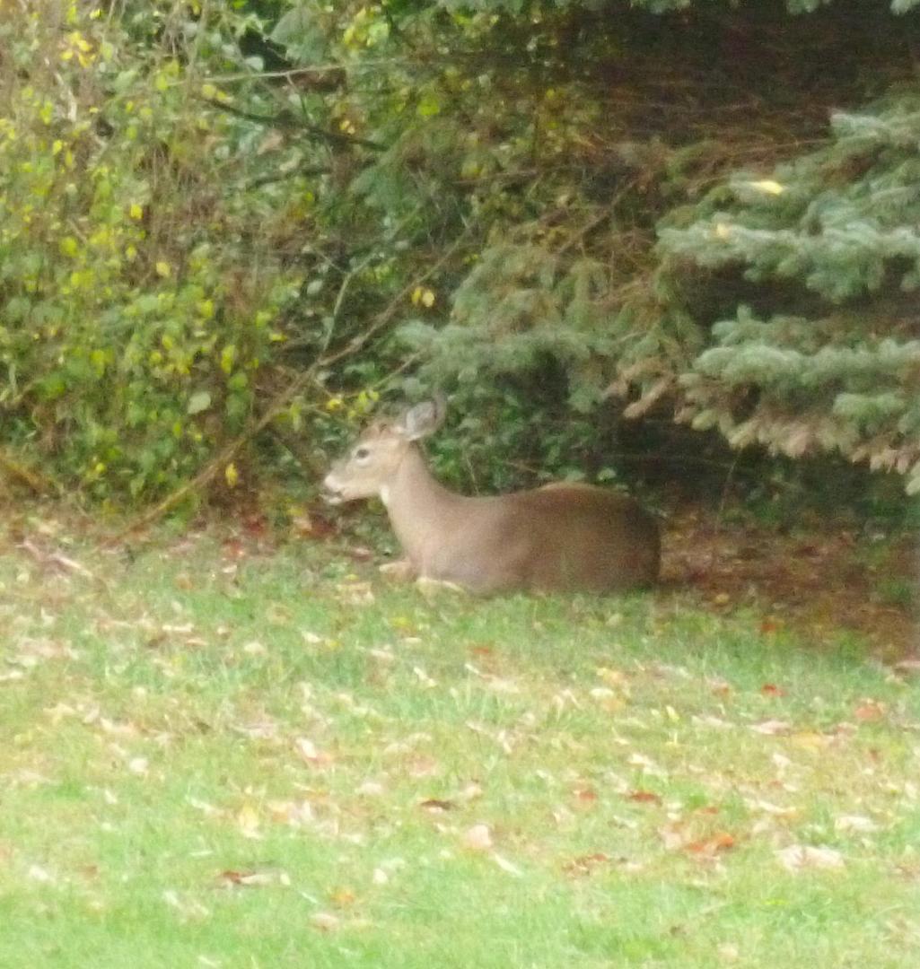 Bambi survived Sandy. His two sisters are curled up under the far side of the tree.