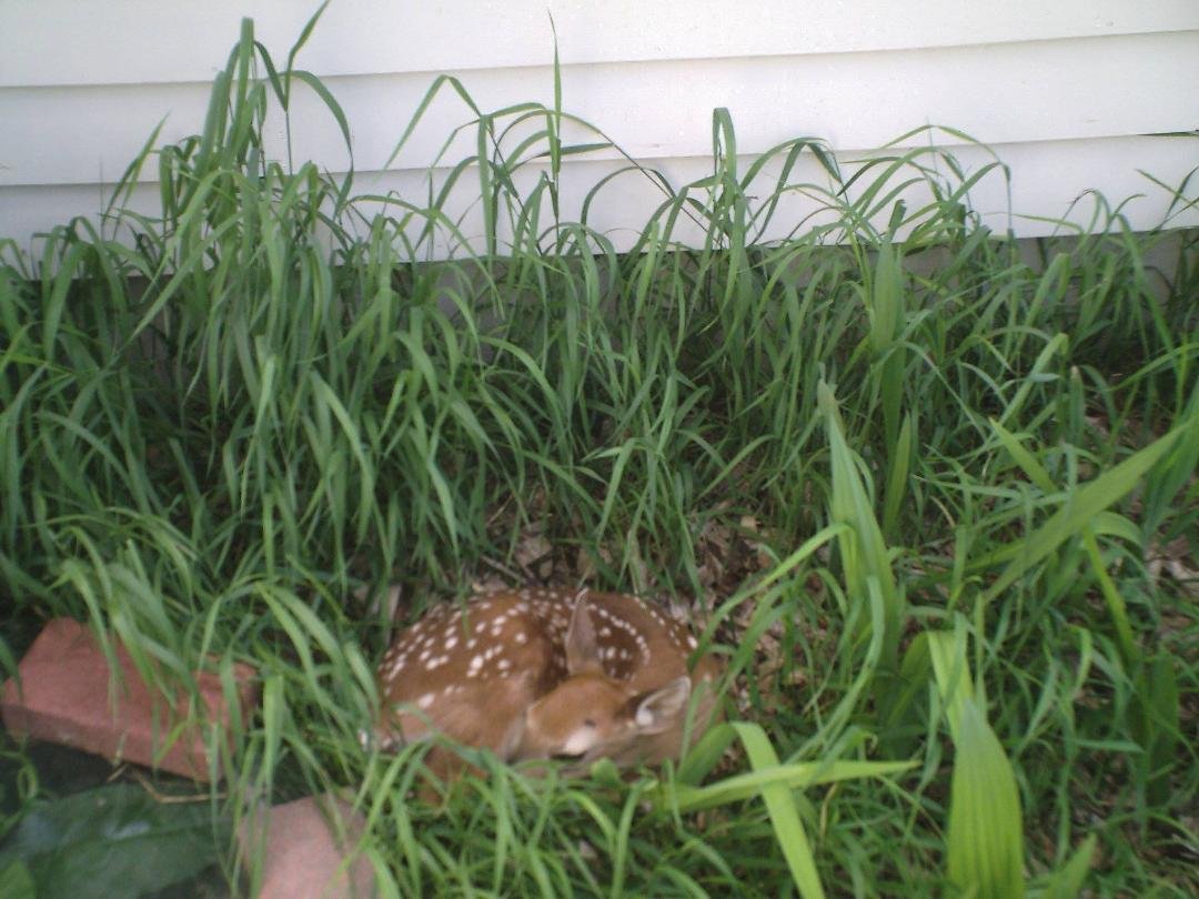 Look what I found in my garden today. Bambi.
