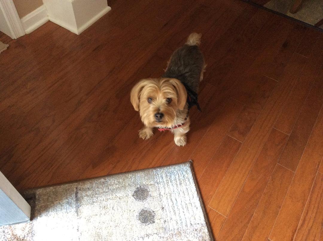 Our Beckham, 4 years old