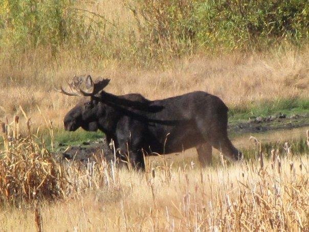 Gary Mannix's album, More Moose