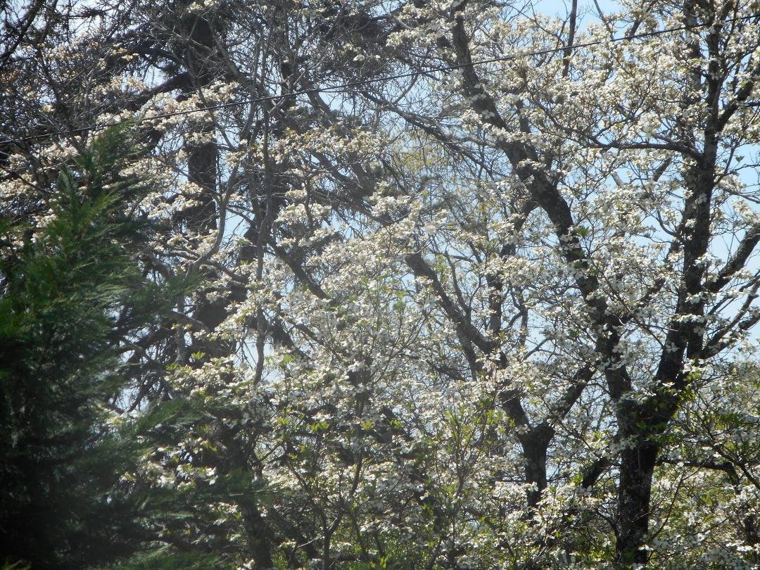 Spring has sprung in Clinton, Tennessee this past weekend.  80 degrees and sunny was a lift of the spirits, so were the long neck Buds.  Thanks out to brother Mike and wife Linda.