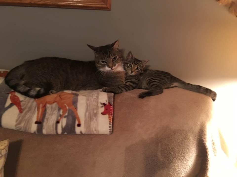 Update on our new kitten. Her name is Gracie. She is doing well and is about 4 months old now. She fits in well at our house and making friends with our other cat Franky and our dogs Hurley & Lacey! We just love her! Thanks
