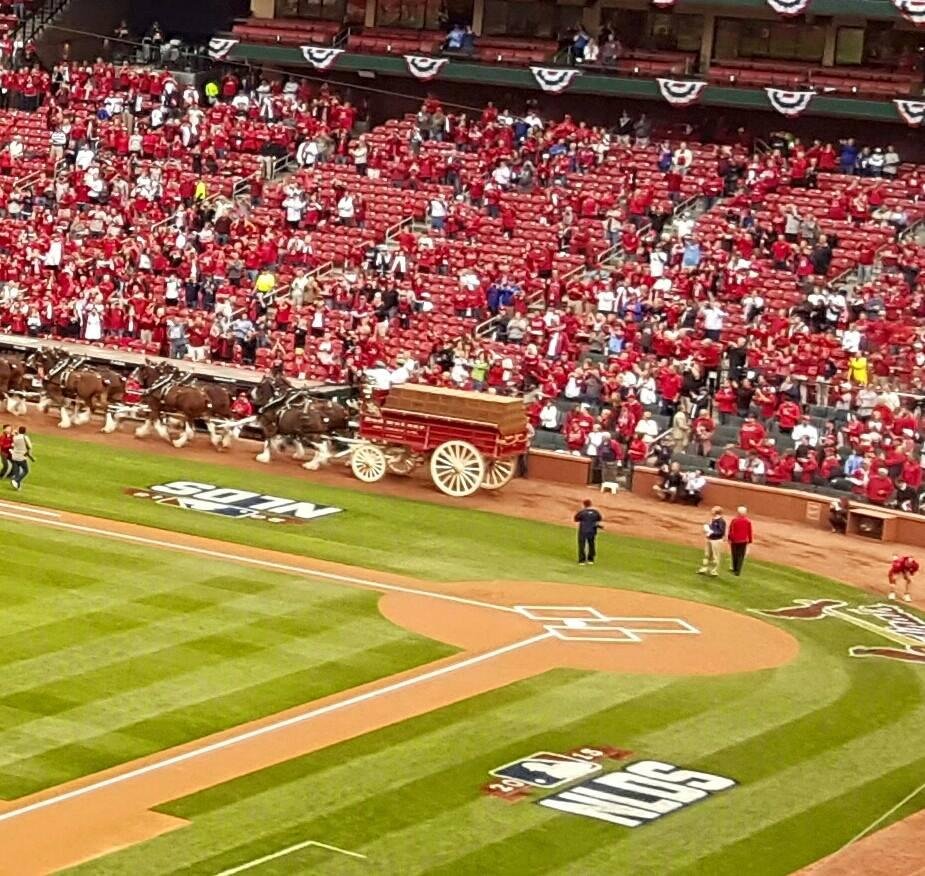 Cardinal Fans cheering beer commercial at tonight's big Cubs Cardinal s game. This Butt's for you Cubs!