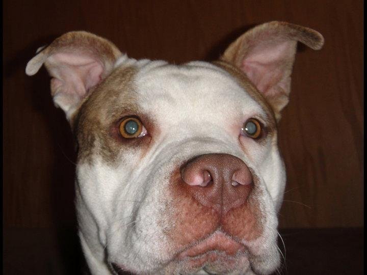 Ron Beyer's album, Bubba at 14 months