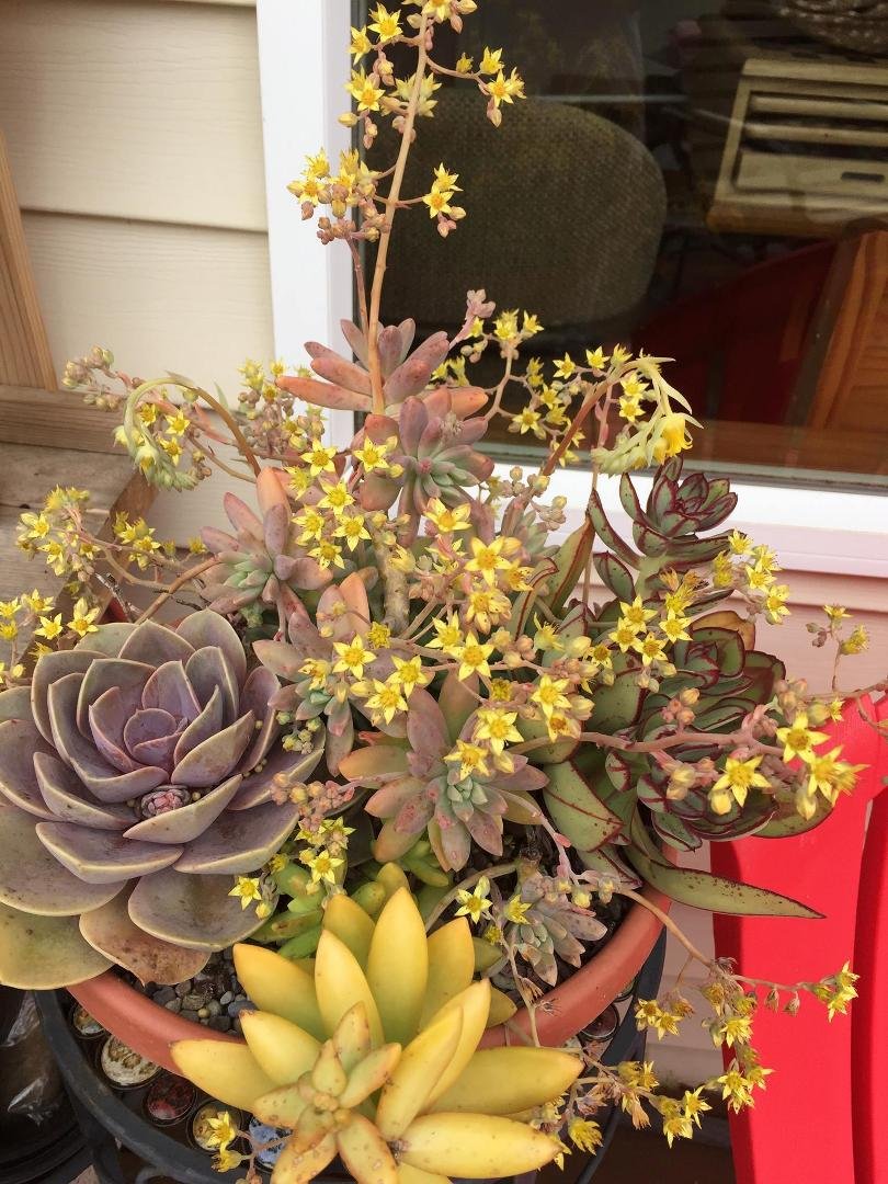 Not bad for our first succulents from last summer.