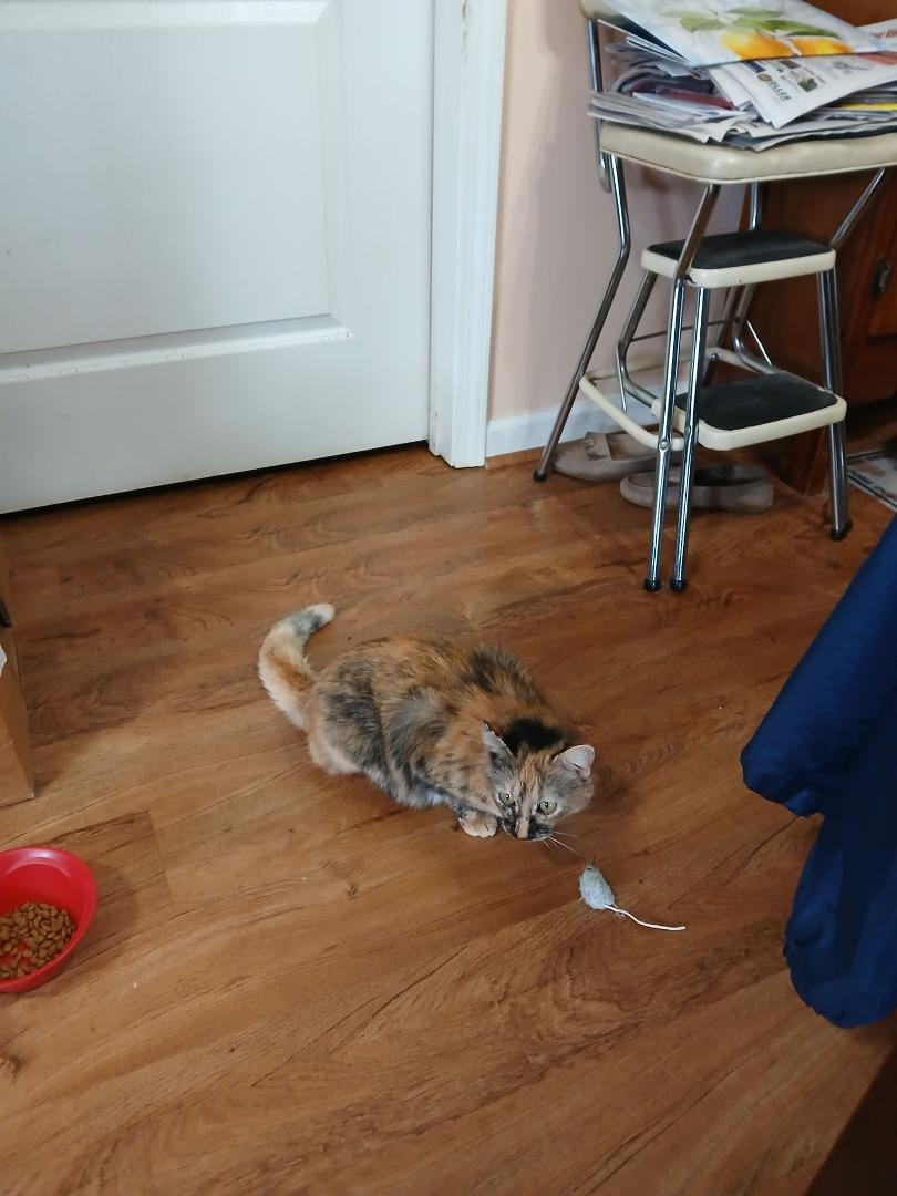 This is my new rescued cat Suzy.