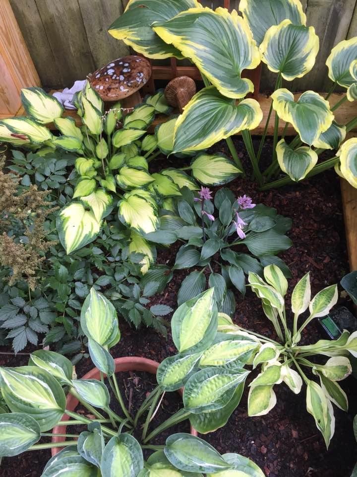 Hosta in Secret Garden. Sometimes referred to as the "naughty garden", based on names of the hosta. Large green with yellow edge is H. Seducer, to the left is H. Happy Days, just starting to bloom is H. Evening Blush, in t
