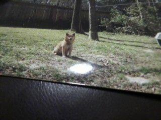 Amber before I gave her to Mom and Dad! Very sweet dog! A Shiba Inu!