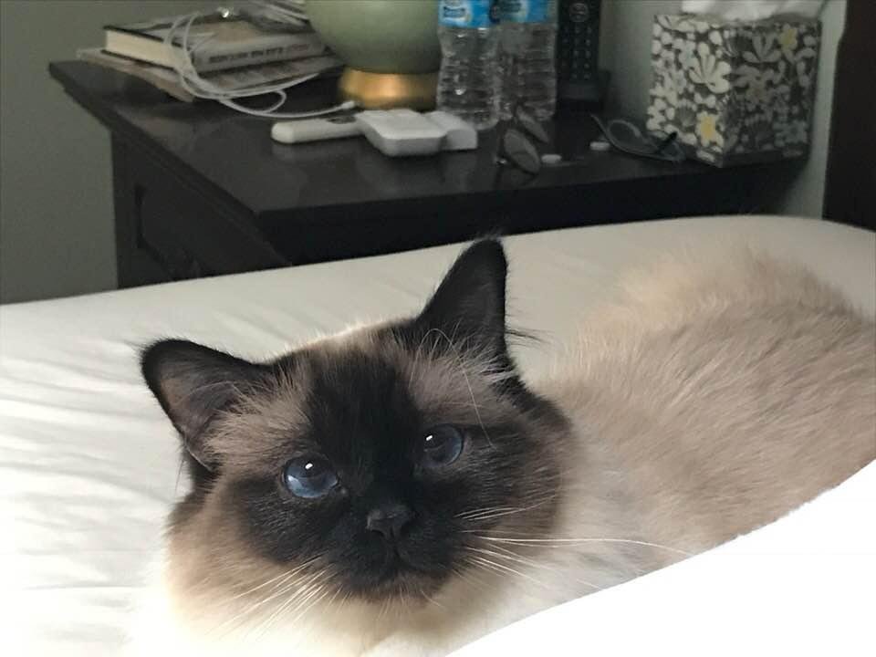 Miss sassy in her favorite spot