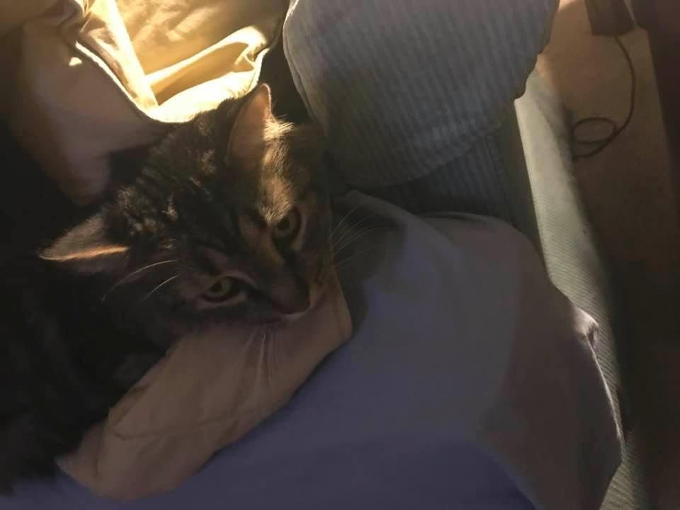 Mouser hiding from the ghosts and goblins.
