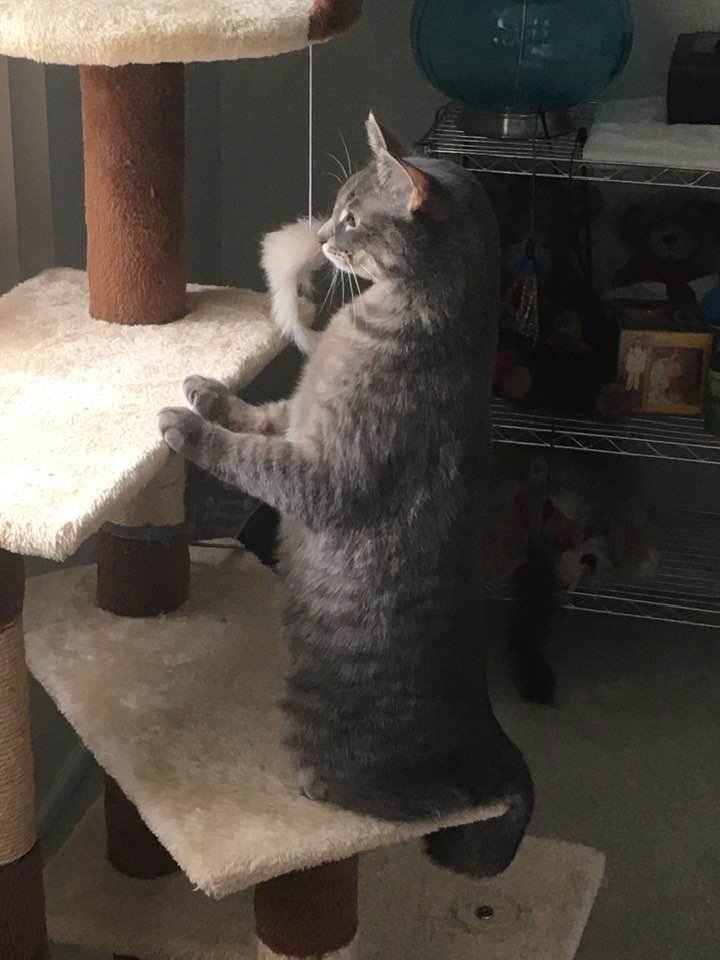 Smokey doing her daily bird watching from her cat tree.