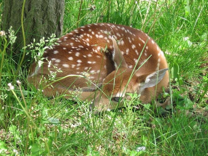 A baby fawn in the front yard, seven years in a row.