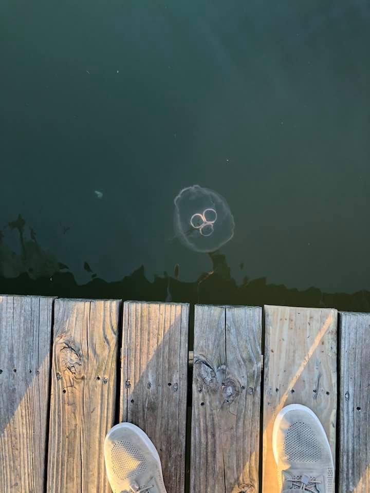 Some jelly fish cruising by on Friday afternoon.