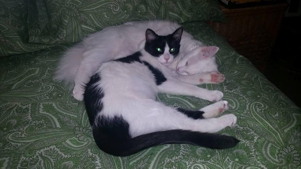 My mom's kittens are so cute...