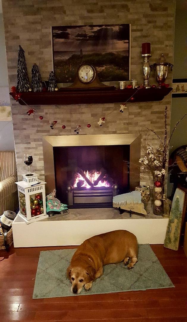 Nola sitting pretty by the fire.