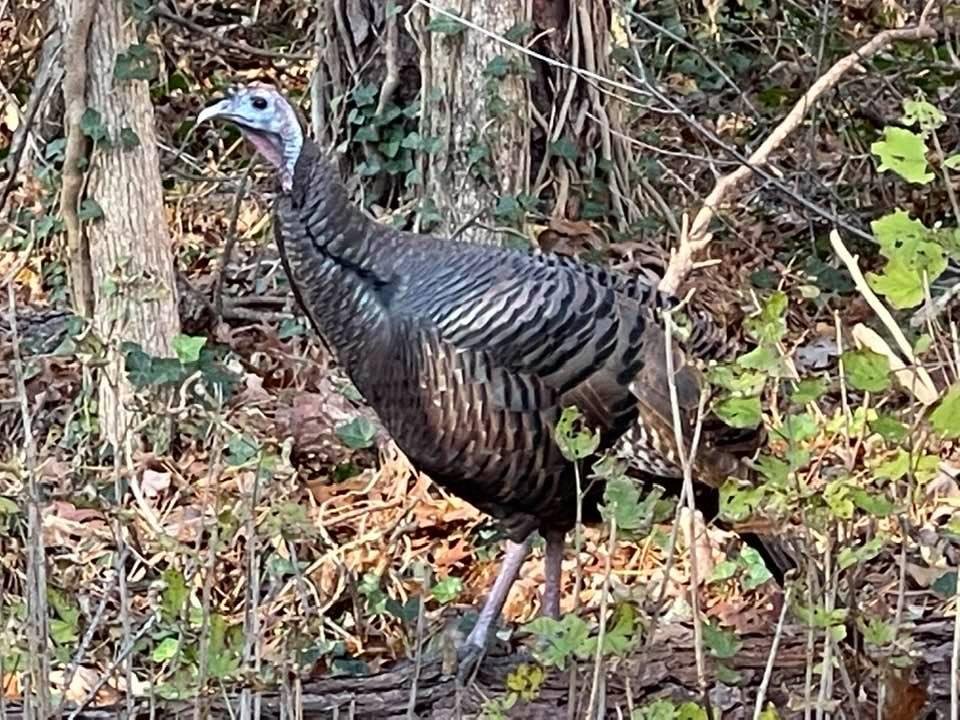 A healthy happy turkey walking by!