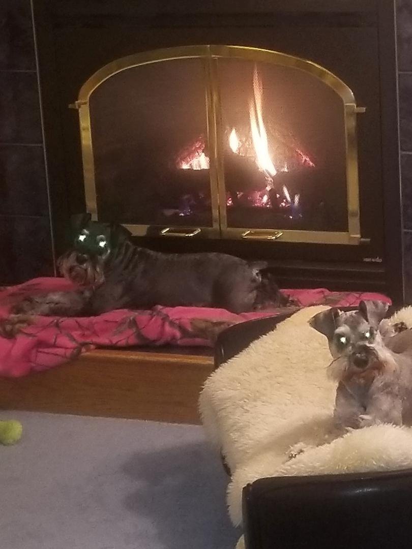 Our dogs giving the evil eye when I left today.