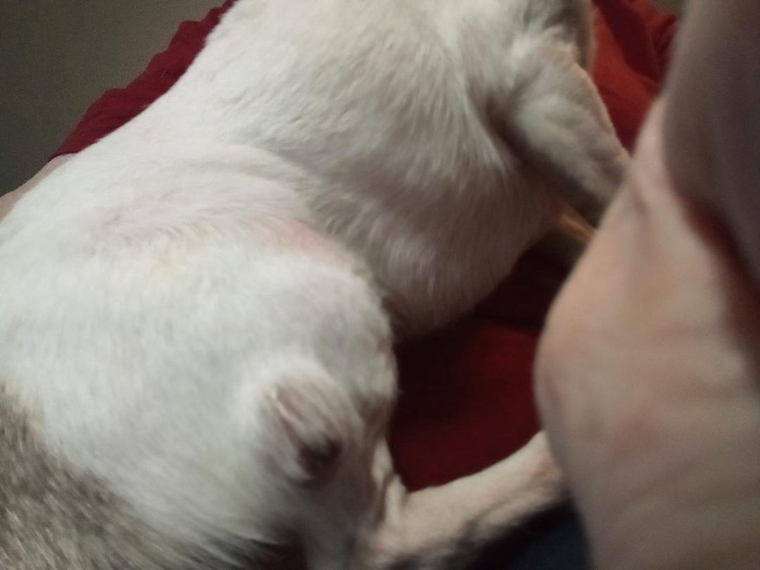 My little Sugar girl has a mass near her back leg. There was a biopsy done on her leg today to see if it's cancerous or not. Once her test results comes back I'm going to do a GoFundMe to try to help with her surgery.