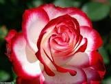 Happy Day to all the lovely mothers out there, especially mine, Rosemary Alexander!