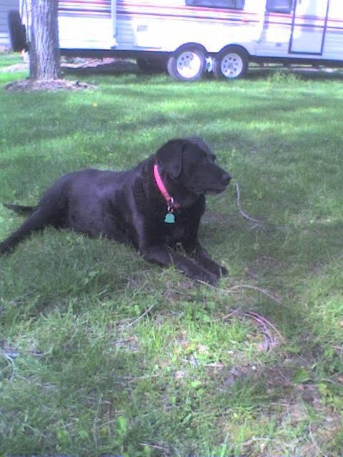Torre was the best dog.