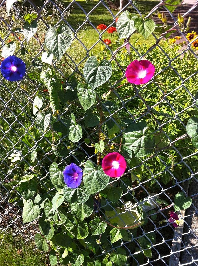 I now know why they're called Morning Glories.