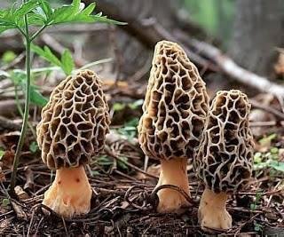 just found these this morning out by the  hen house.