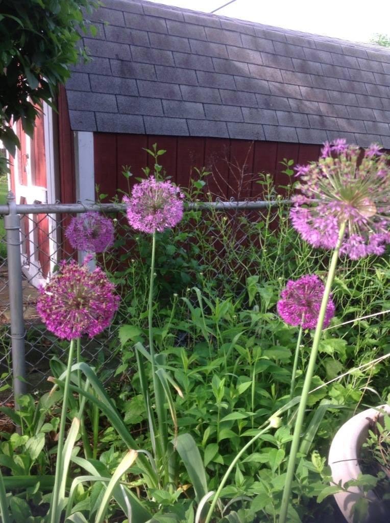 First year I've ever had allium in my garden.