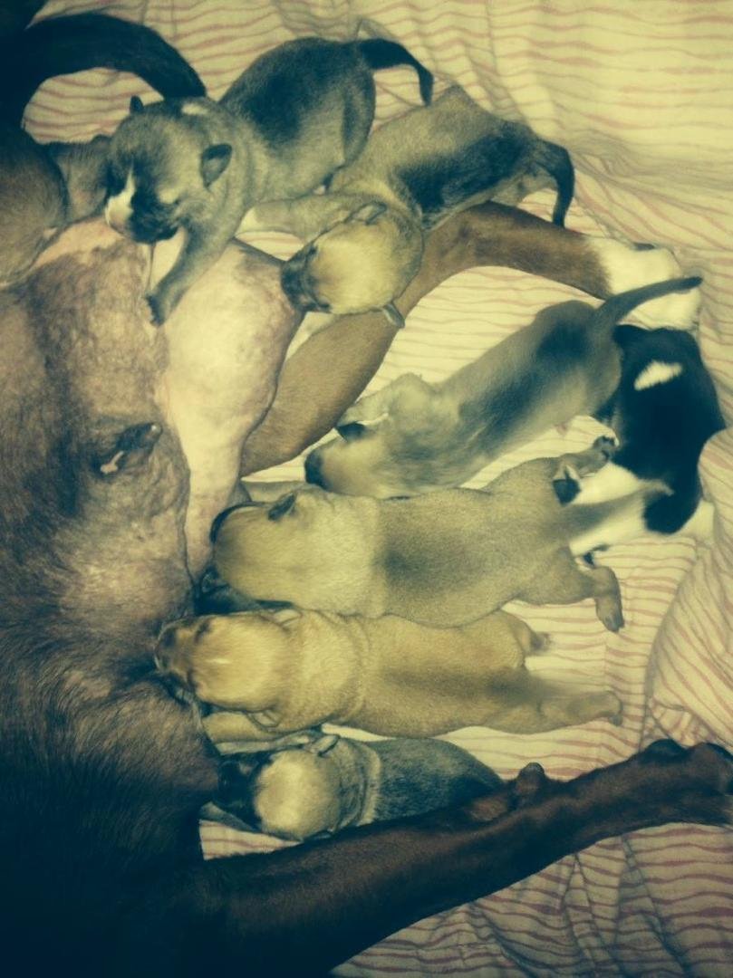 Here are 6 of the 15 puppies dropped off at the SPCA in the middle of the night. Thanks to our staff and the wonderful people who stepped up to foster care these babies. It is a 24 hour job and we don't have the staff for 2