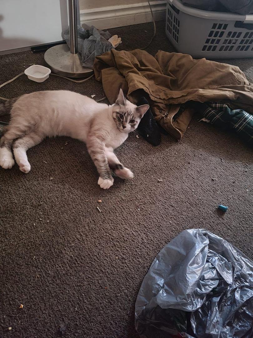 Does anybody want a male teenager kitten