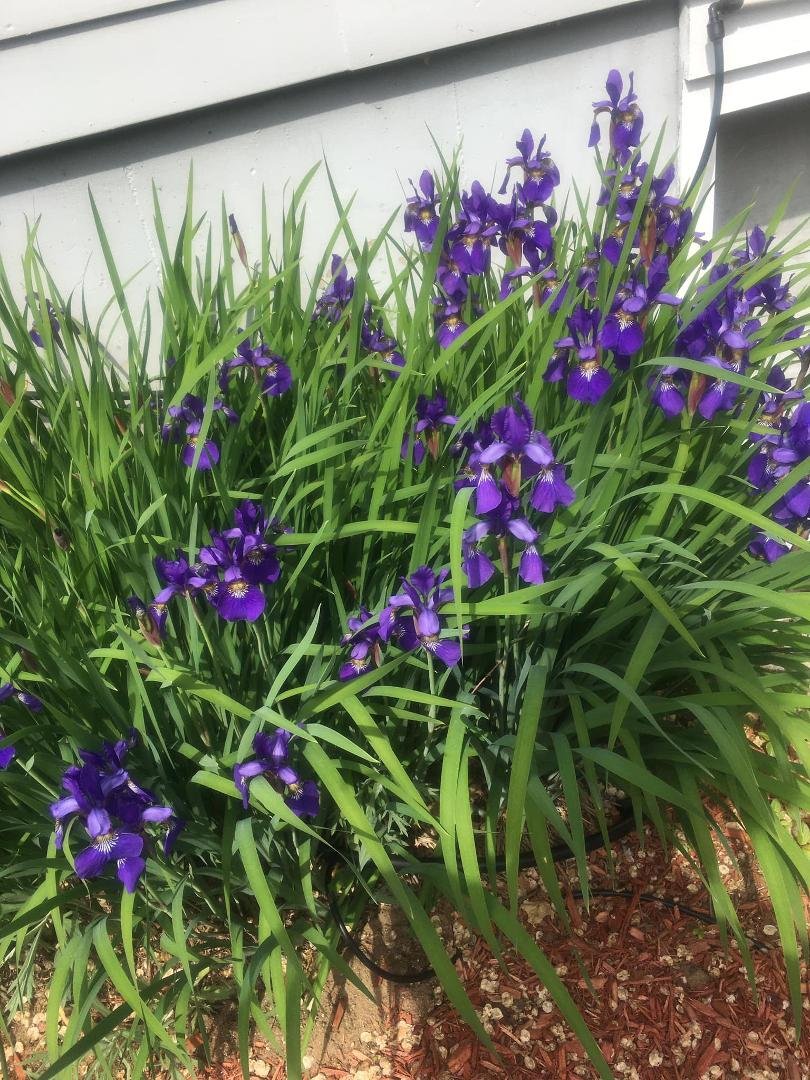 These little buggers bloomed over night😜