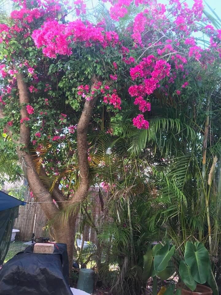 I love this beautiful flowering tree in my backyard.