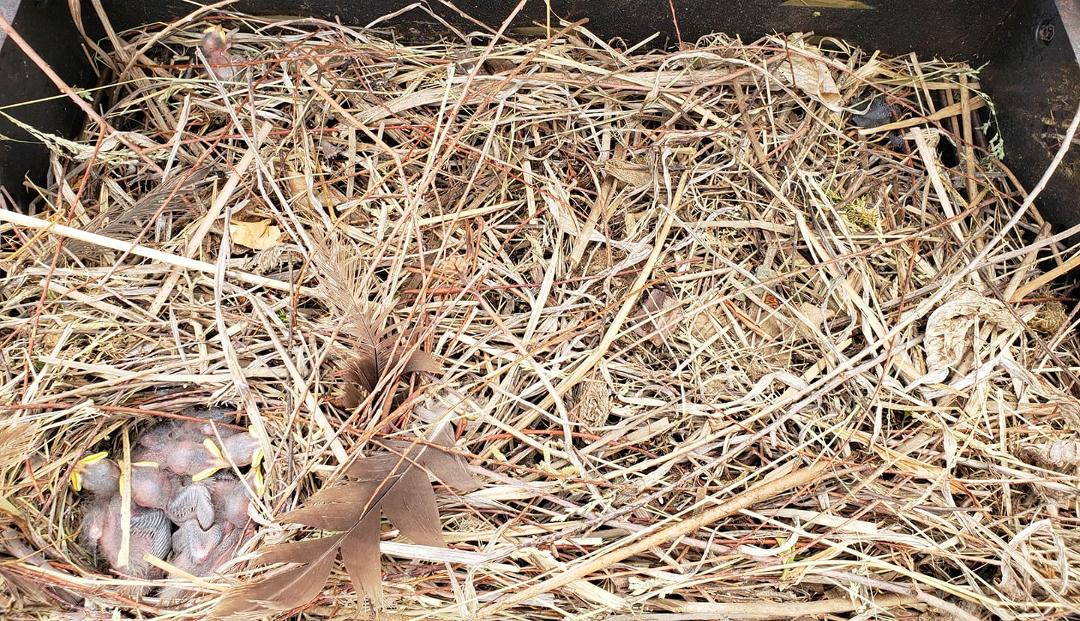 Another pic of the bird condo.