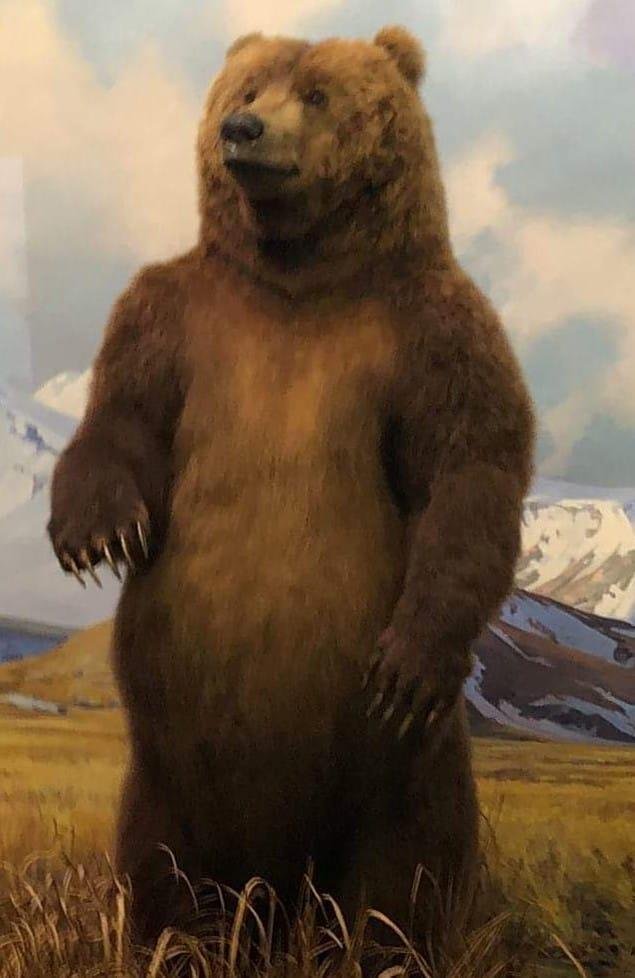 I went in my backyard yesterday in Harrison to relax and he was standing there !